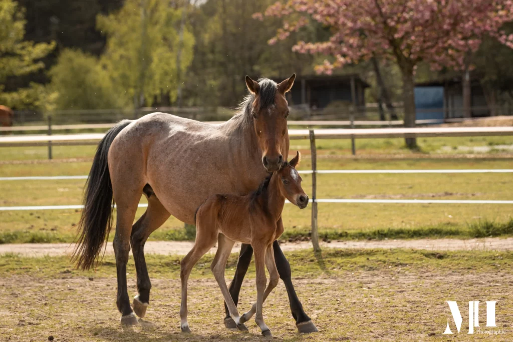 photographe équine et canine, cheval, poulain