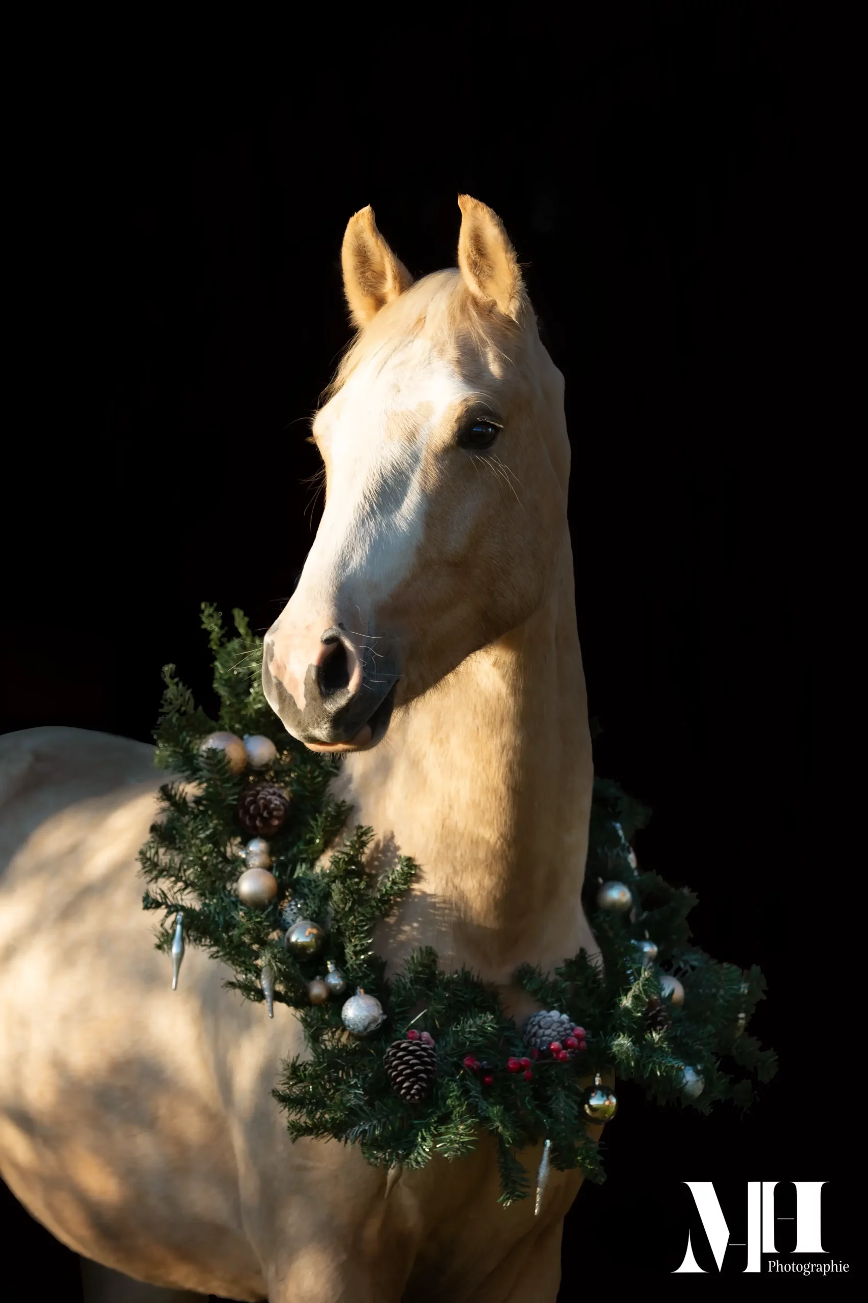 photographe équine, photographe canine, photographe équestre, cheval, fond Noir