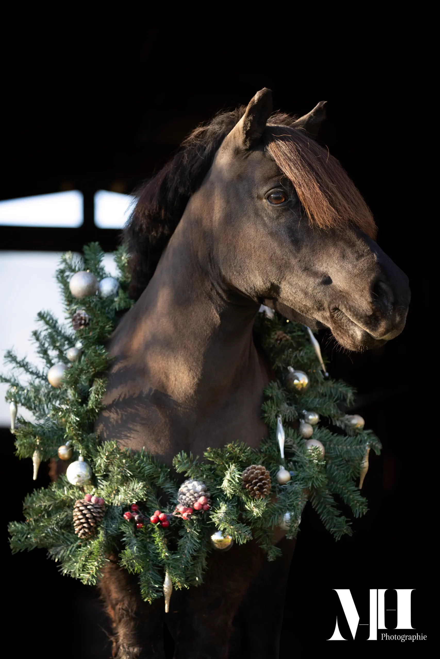 photographe équine, photographe canine, photographe équestre, cheval, fond Noir