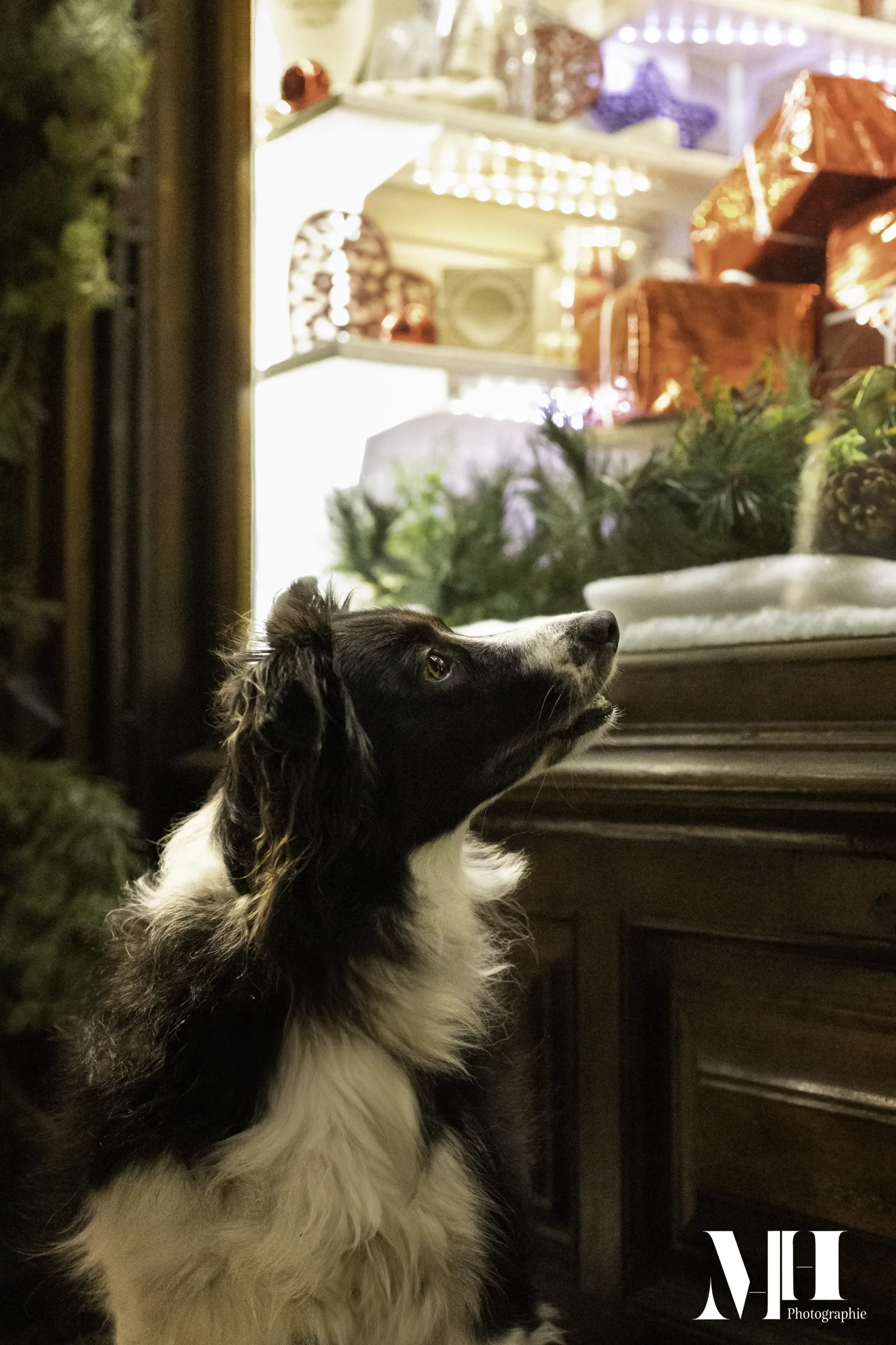 photographe équine, photographe canine, photographe équestre, chien, Noël
