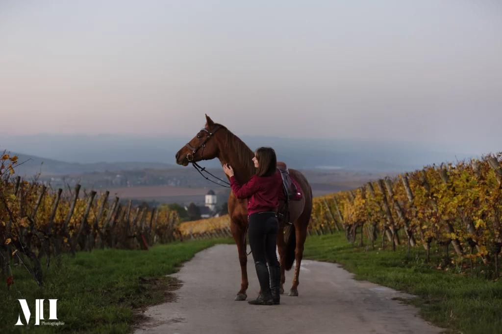 photographe équine et canine, cheval