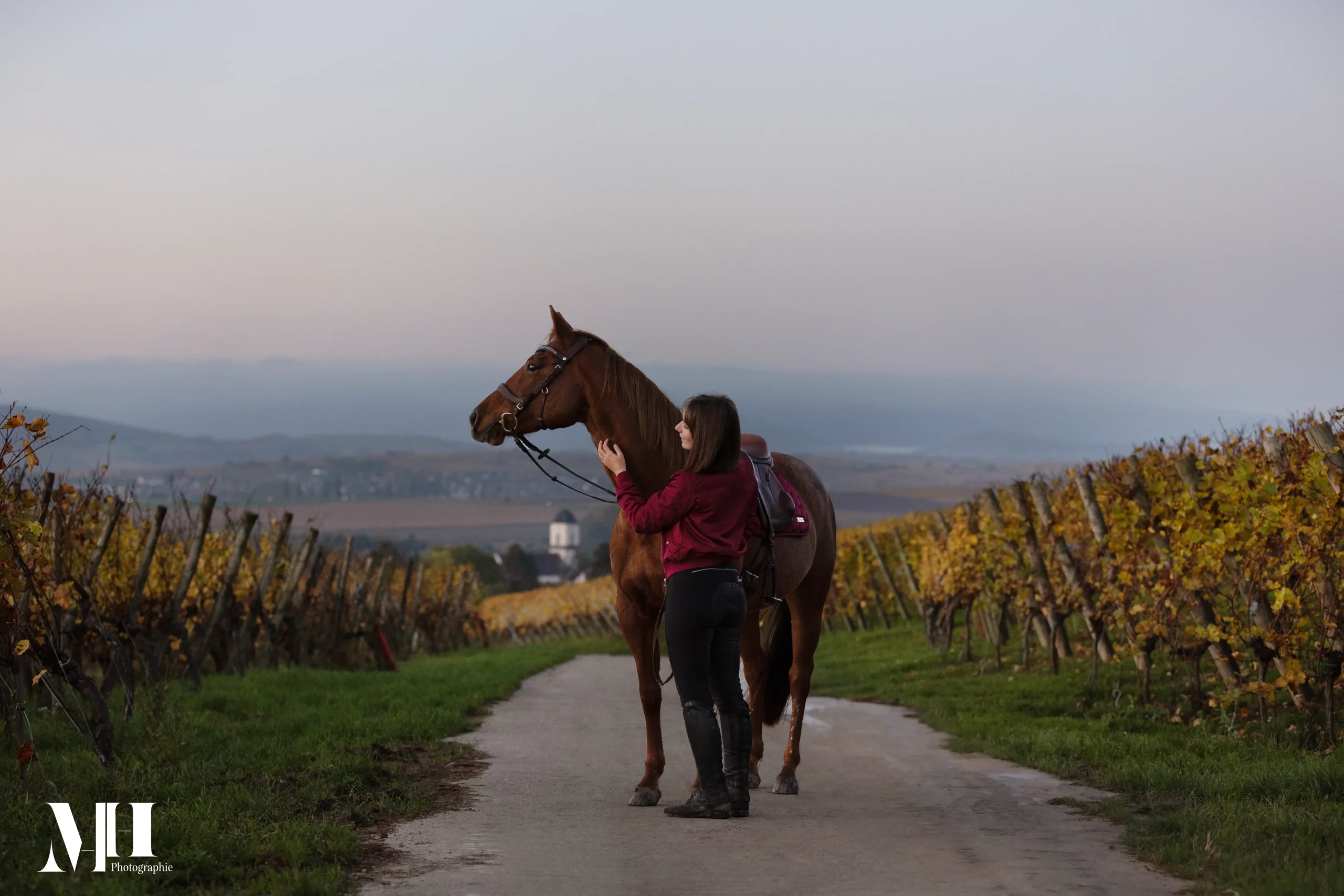 photographe équine et canine, cheval