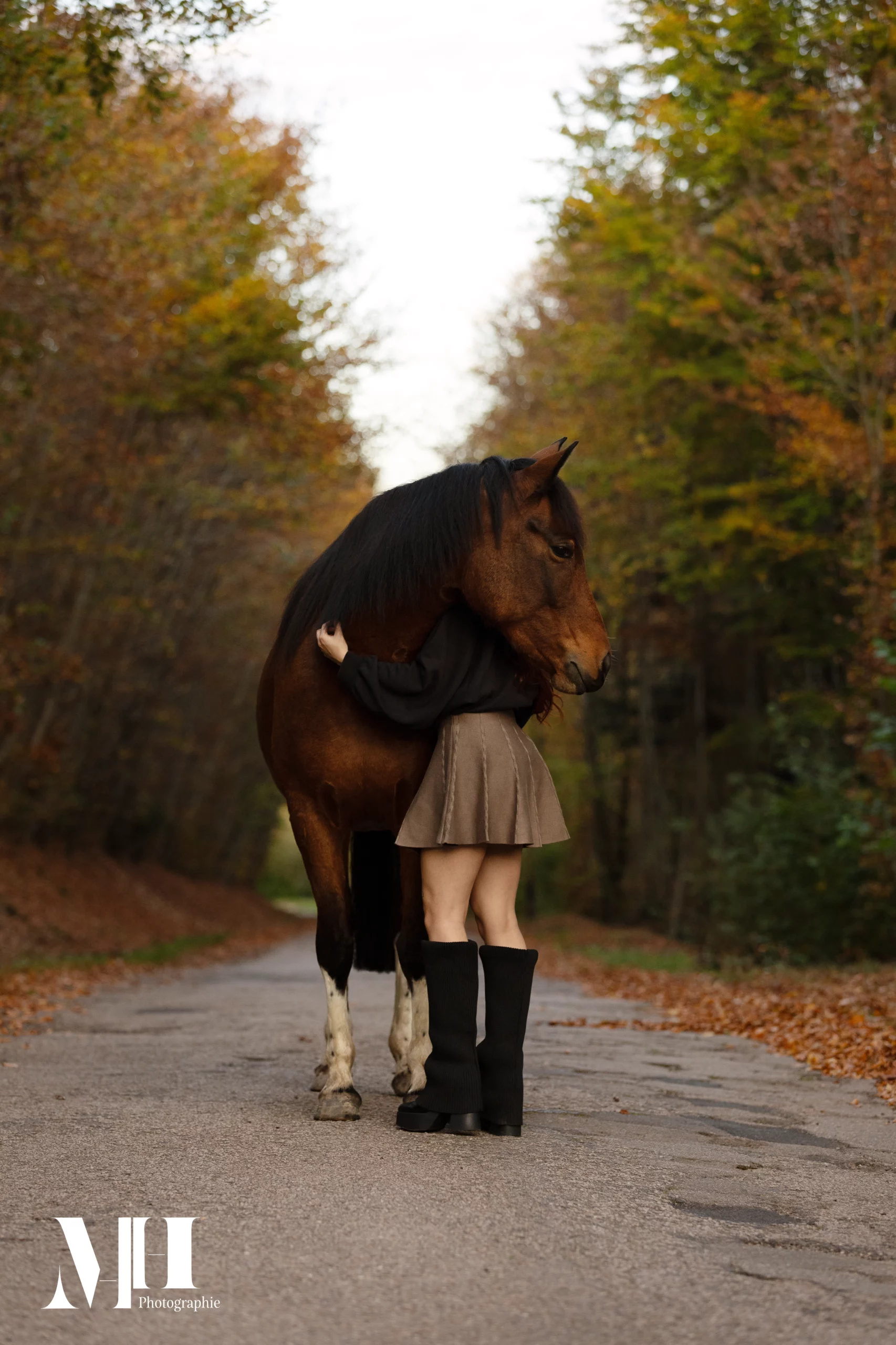 photographe équine, photographe canine, photographe équestre, cheval, automne