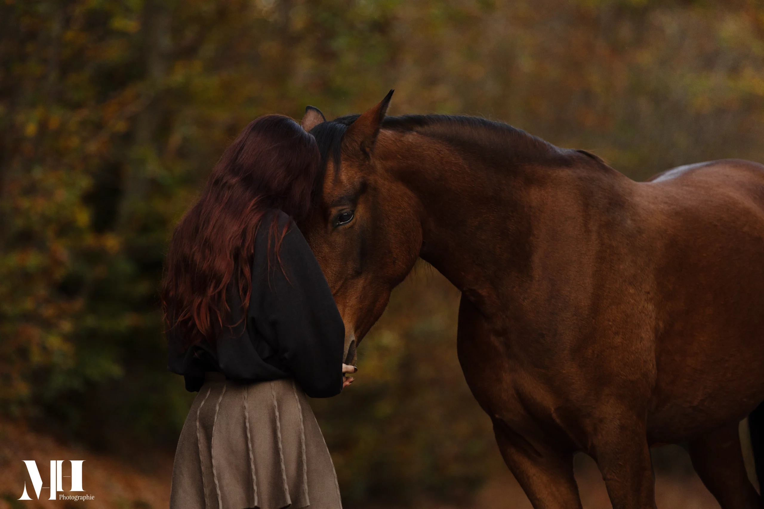 photographe équine, photographe canine, photographe équestre, cheval
