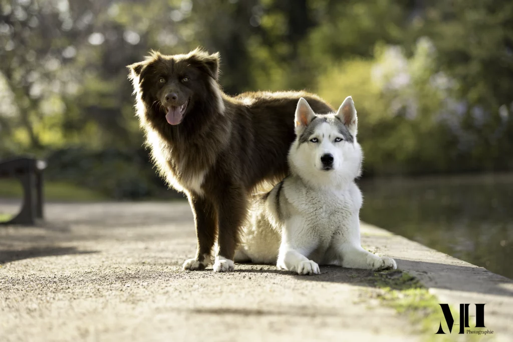 photographe équine, photographe canine, photographe équestre, chien