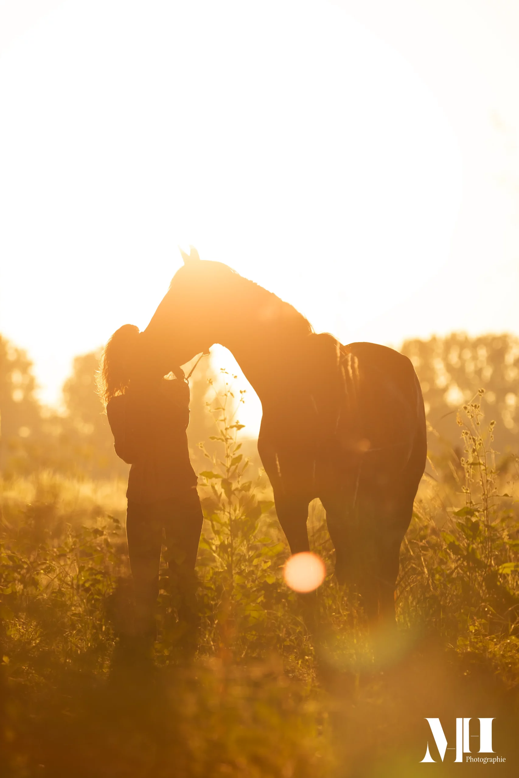 photographe équine et canine, cheval