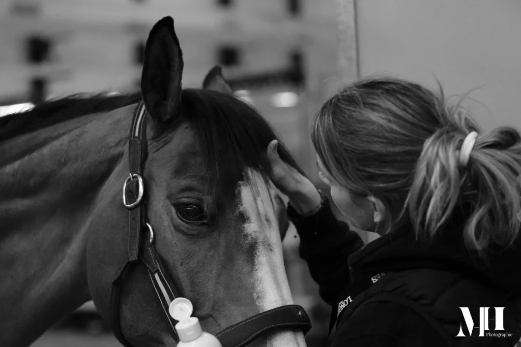 photographe équine et canine, cheval