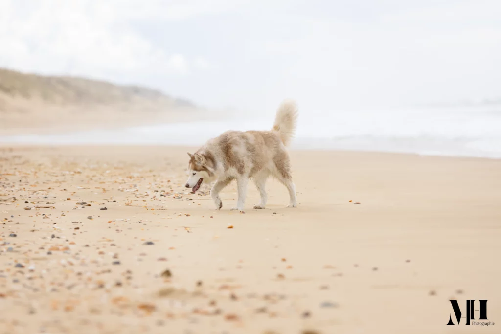 photographe équine, photographe canine, photographe équestre, chien, plage