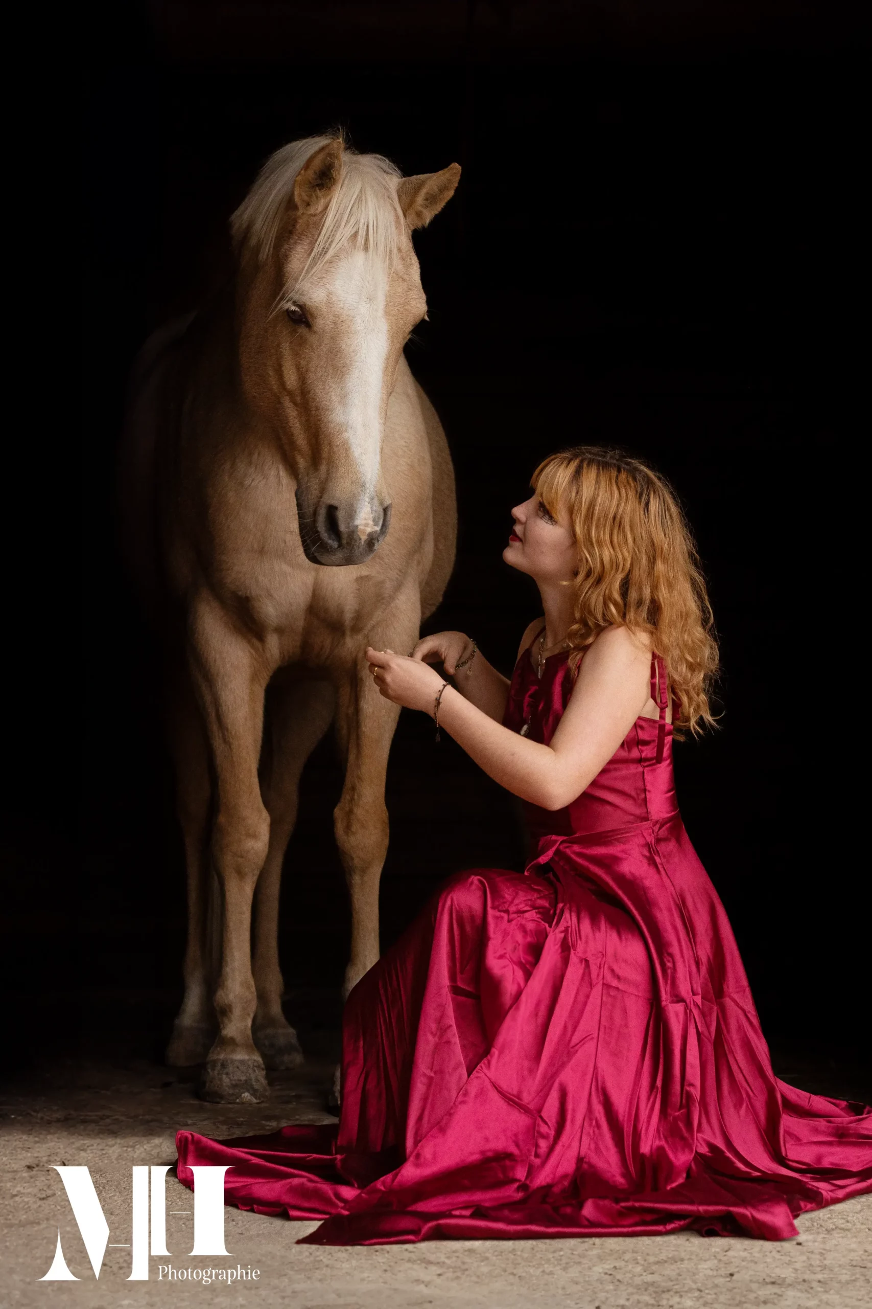 photographe équine, photographe canine, photographe équestre, cheval, fond Noir