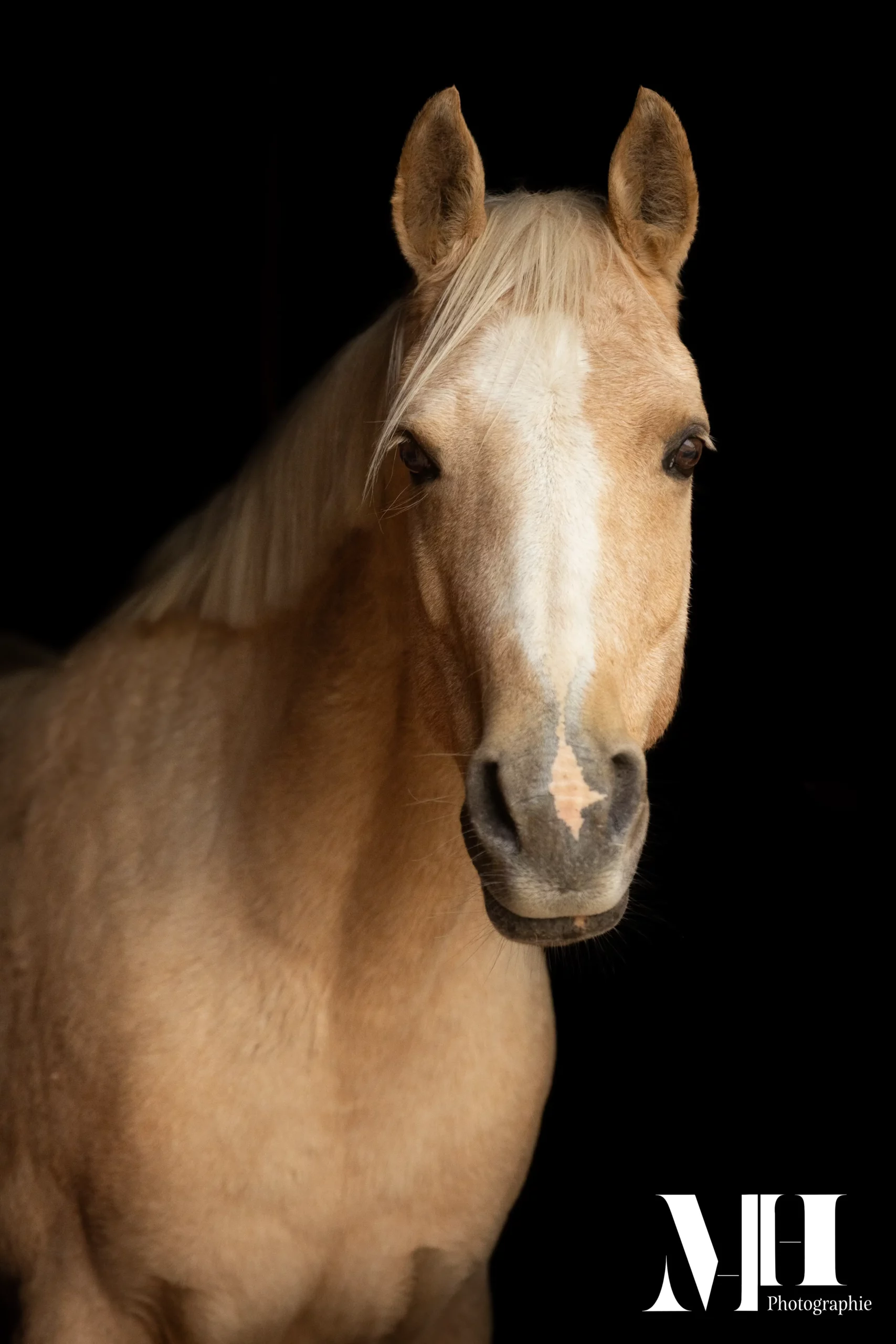 photographe équine, photographe canine, photographe équestre, cheval