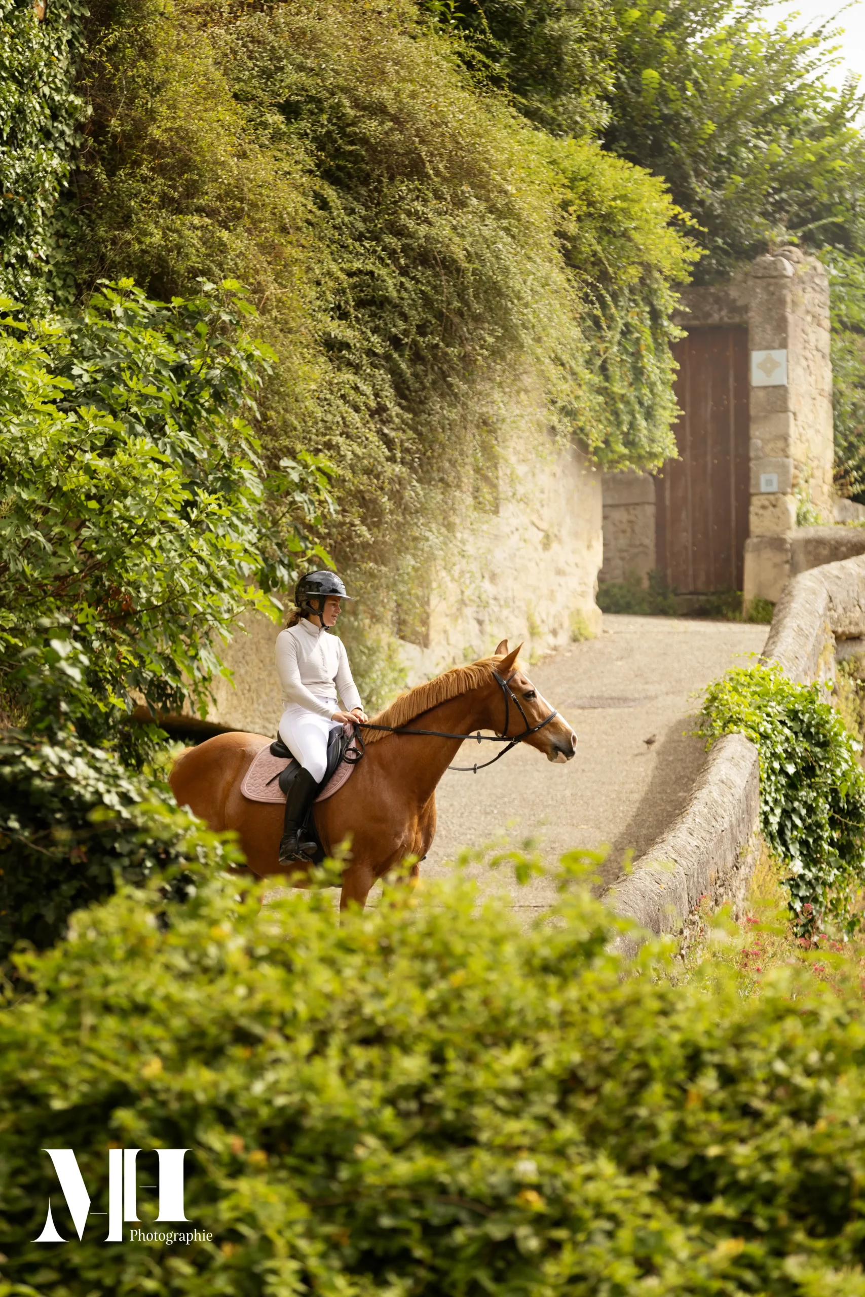 photographe équine et canine, cheval