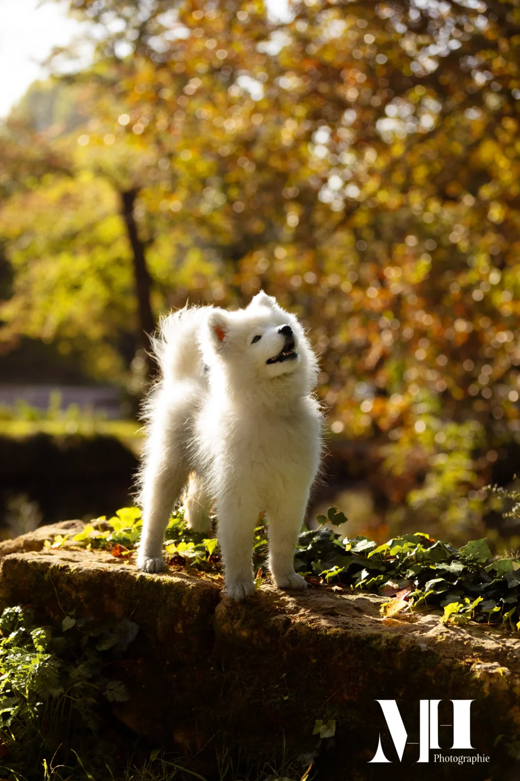 photographe équine et canine, chien, chiot