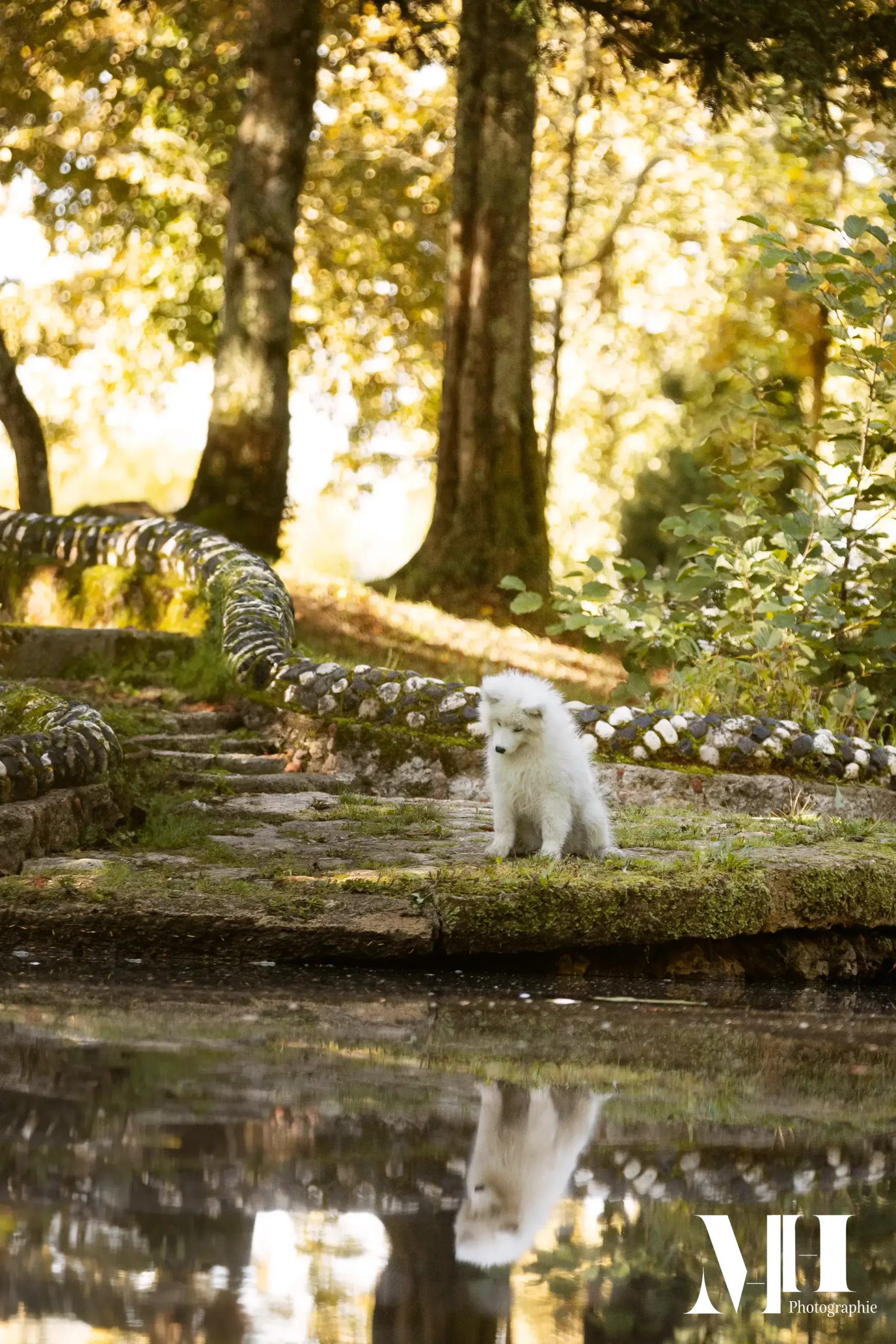 photographe équine, photographe canine, photographe équestre, chien, chiot