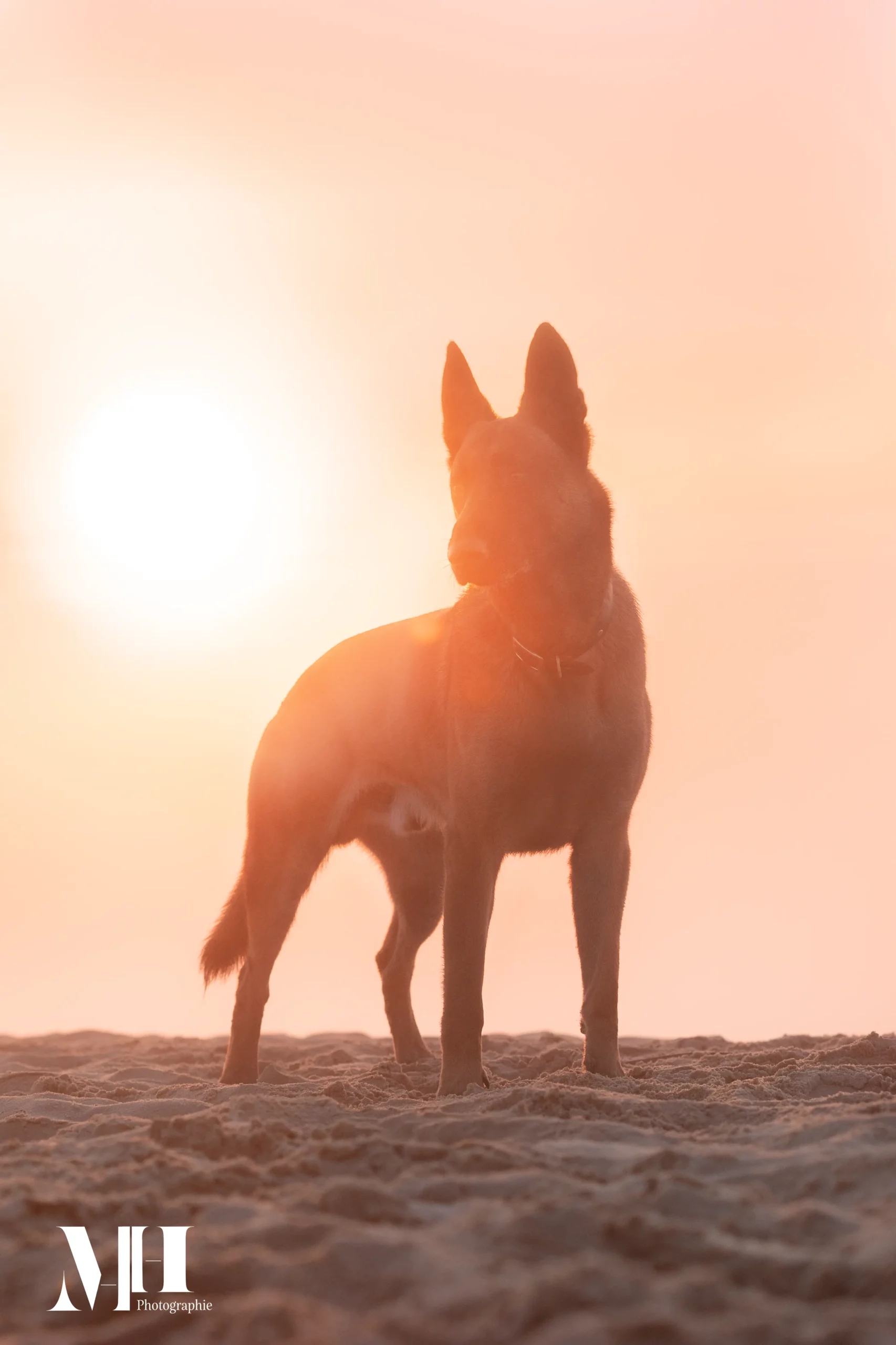 photographe équine, photographe canine, photographe équestre, chien, lever du soleil, dune du pilat, plage