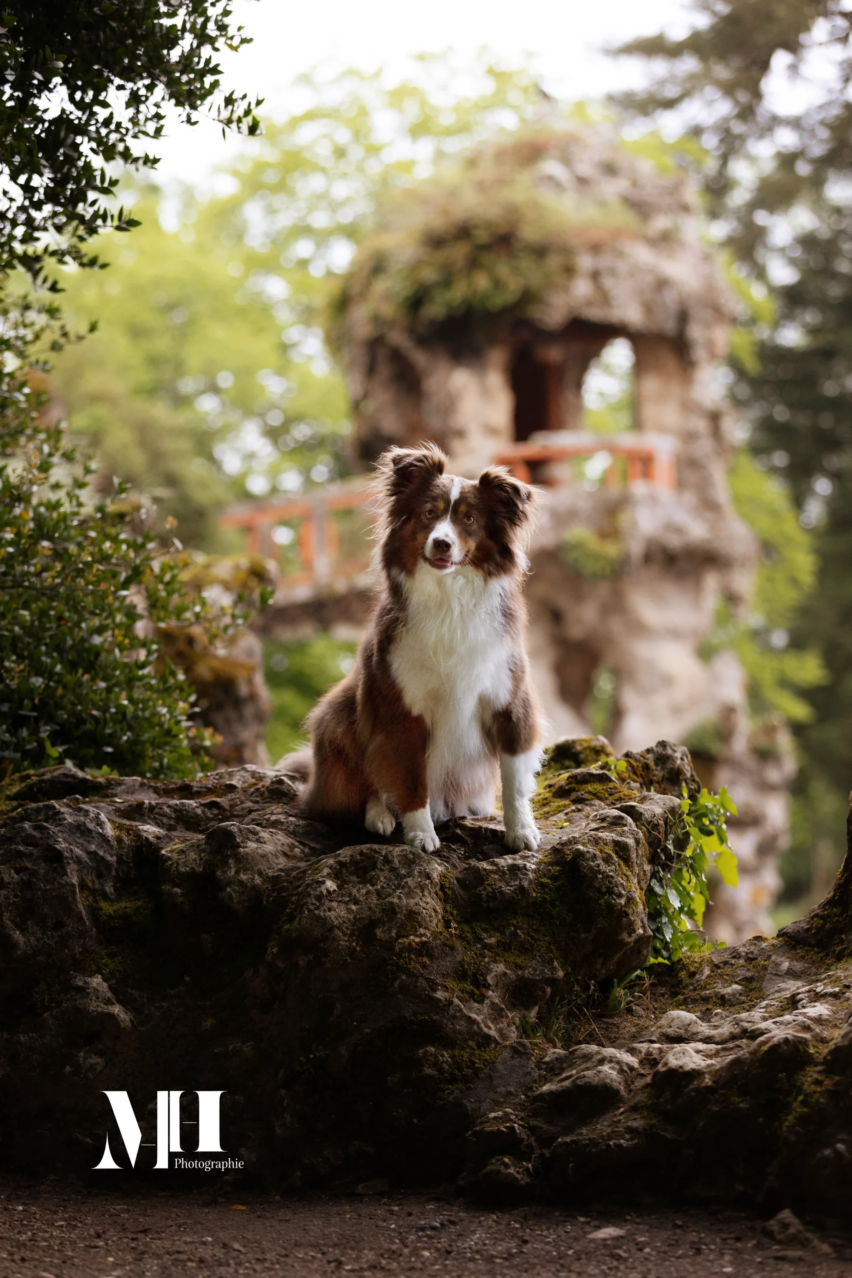 photographe équine et canine, chien